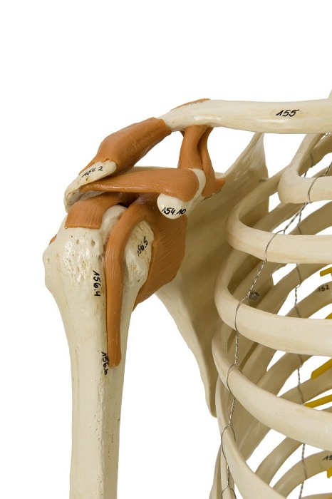Szkielet człowieka - Model Rüdiger-Anatomie A206.1