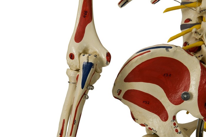 Szkielet człowieka - Model Rüdiger-Anatomie A206.1