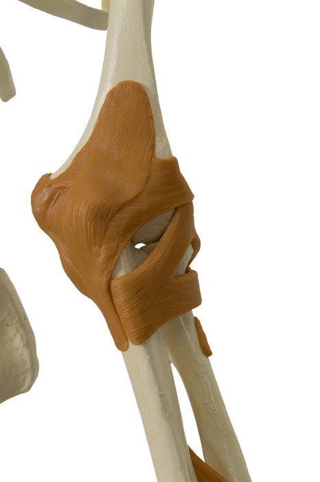 Szkielet człowieka - Model Rüdiger-Anatomie A206.1