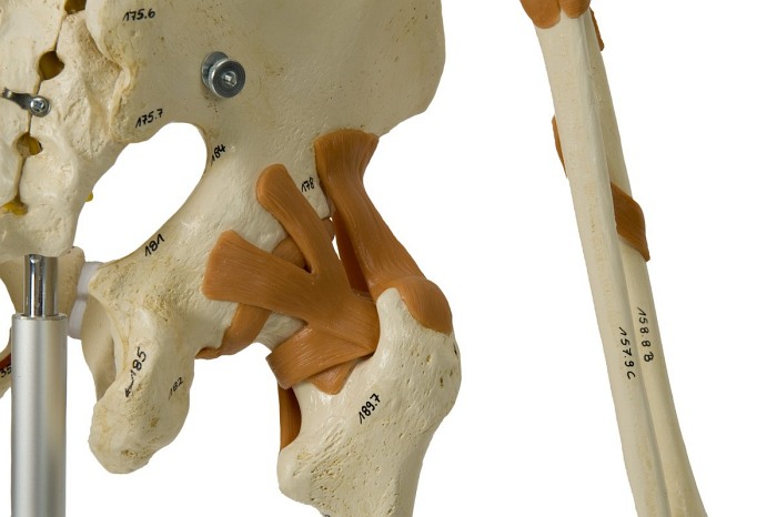 Szkielet człowieka - Model Rüdiger-Anatomie A206.1
