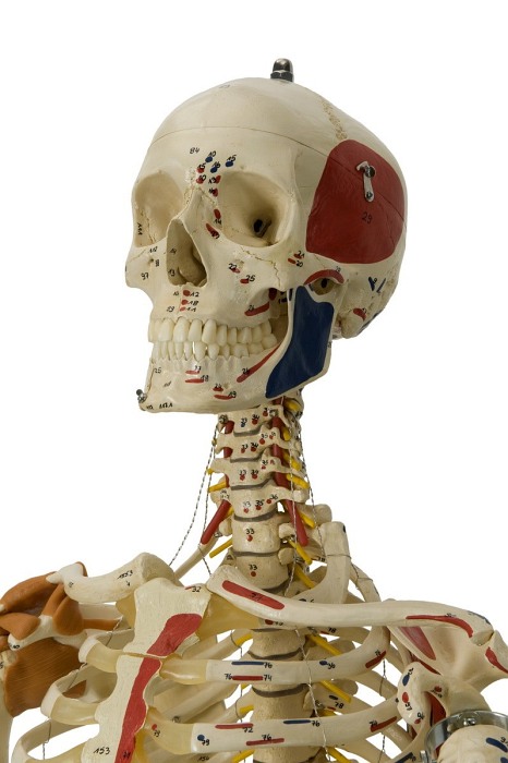 Szkielet człowieka - Model Rüdiger-Anatomie A206.1
