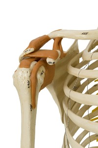 Szkielet człowieka - Model Rüdiger-Anatomie A206.1