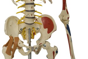 Szkielet człowieka - Model Rüdiger-Anatomie A206.1