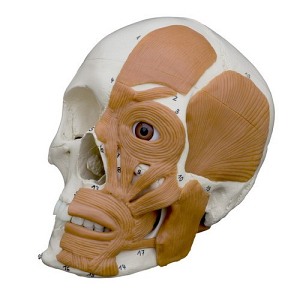 Model anatomiczny czaszki człowieka + mięśnie