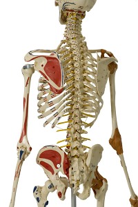 Szkielet człowieka - Model Rüdiger-Anatomie A206.1