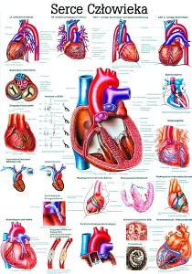 Plansza anatomiczna - Serce człowieka