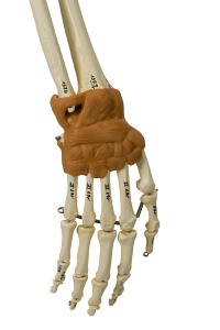 Szkielet człowieka - Model Rüdiger-Anatomie A206.1