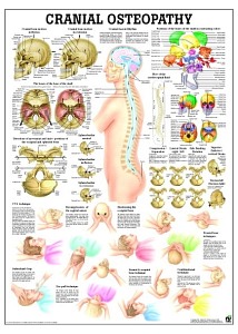 Tablica medyczna - Cranial Osteopathy