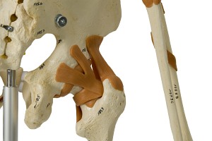 Szkielet człowieka - Model Rüdiger-Anatomie A206.1