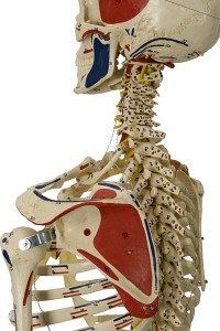 Szkielet człowieka - Model Rüdiger-Anatomie A206.1