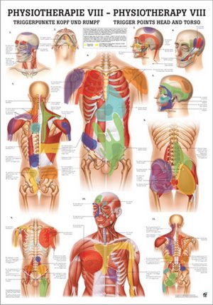 Tablica medyczna - Punkty spustowe PHYS VIII
