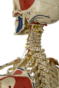 Szkielet człowieka - Model Rüdiger-Anatomie A206.1