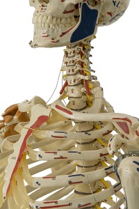 Szkielet człowieka - Model Rüdiger-Anatomie A206.1